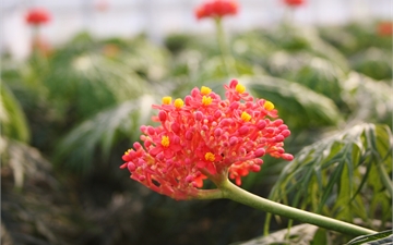 Multifida bloem 1.JPG