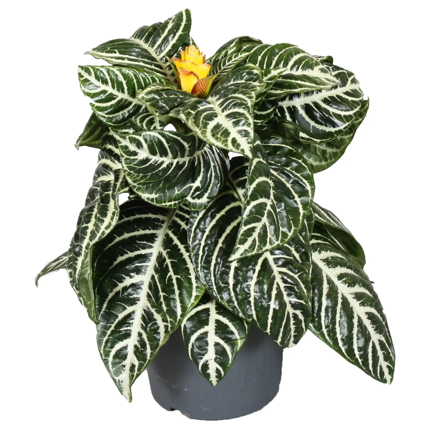 Aphelandra Squarrosa Dania