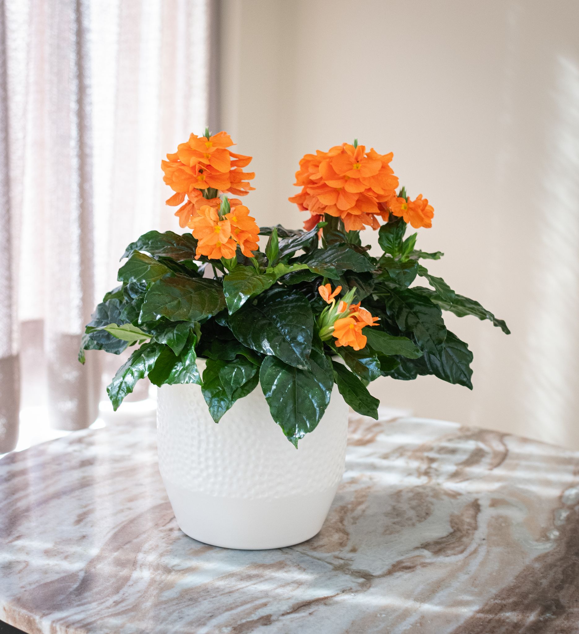 Crossandra Fortuna