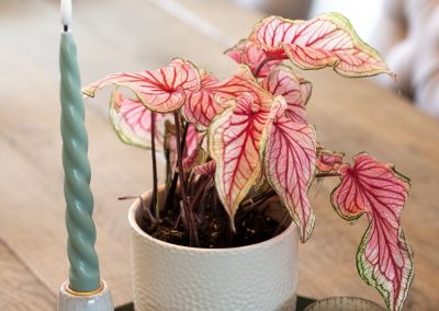 Caladium