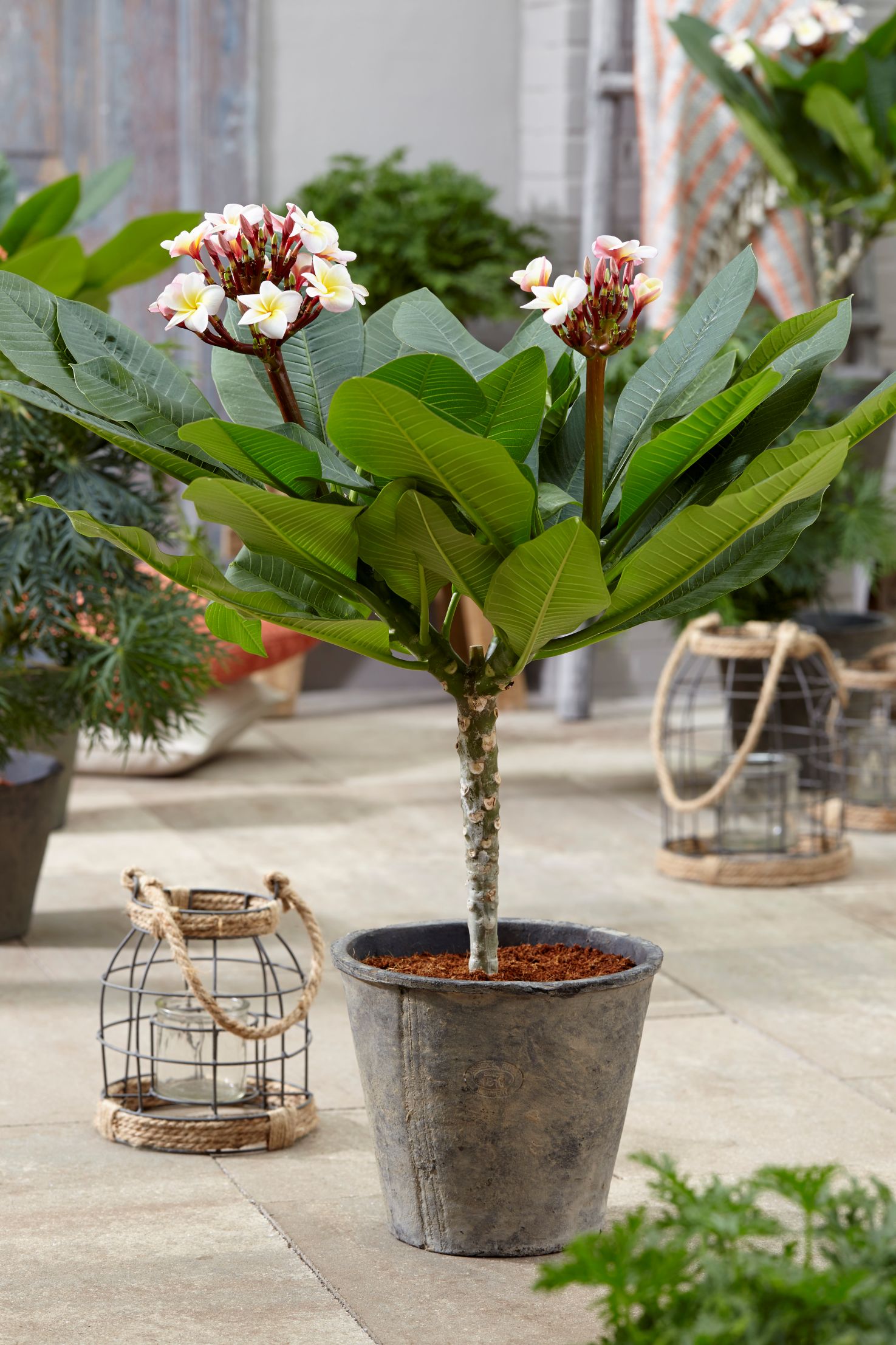 Plumeria Hawaiian