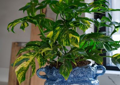 Epipremnum Goldfinger