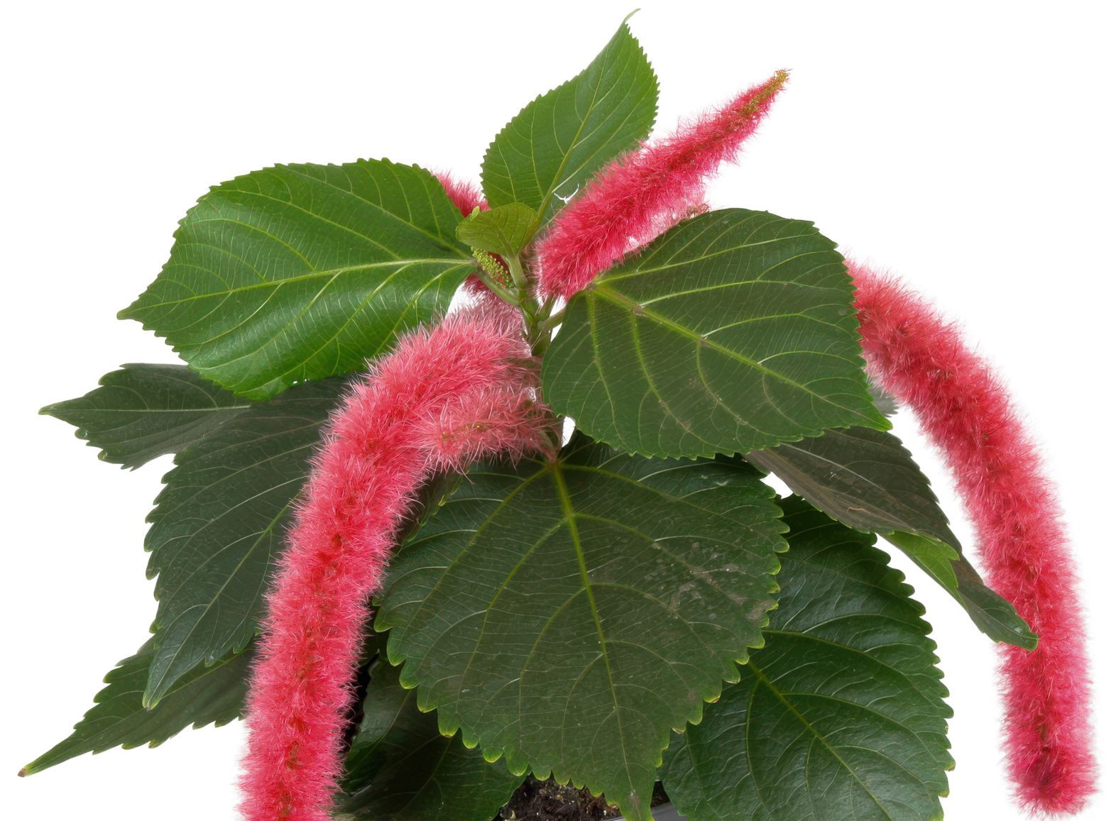 Acalypha Hispida